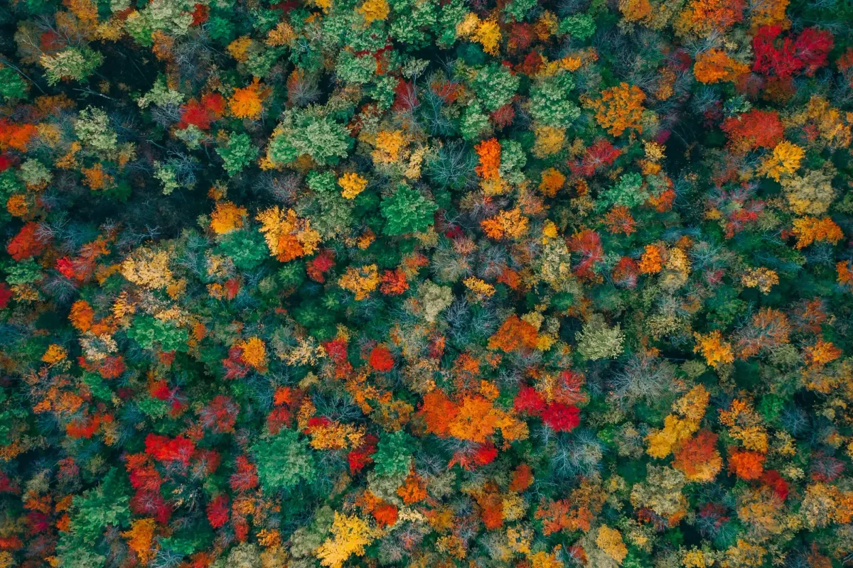 Ein herbstlicher Laubwald von oben, dicht gefüllt mit grünen, gelben und roten Baumkronen